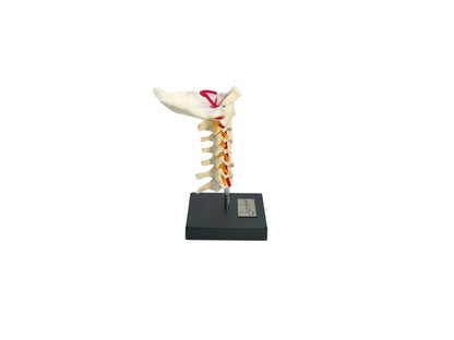 MODELL HALSWIRBELSÄULE