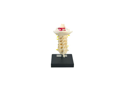 MODELL HALSWIRBELSÄULE