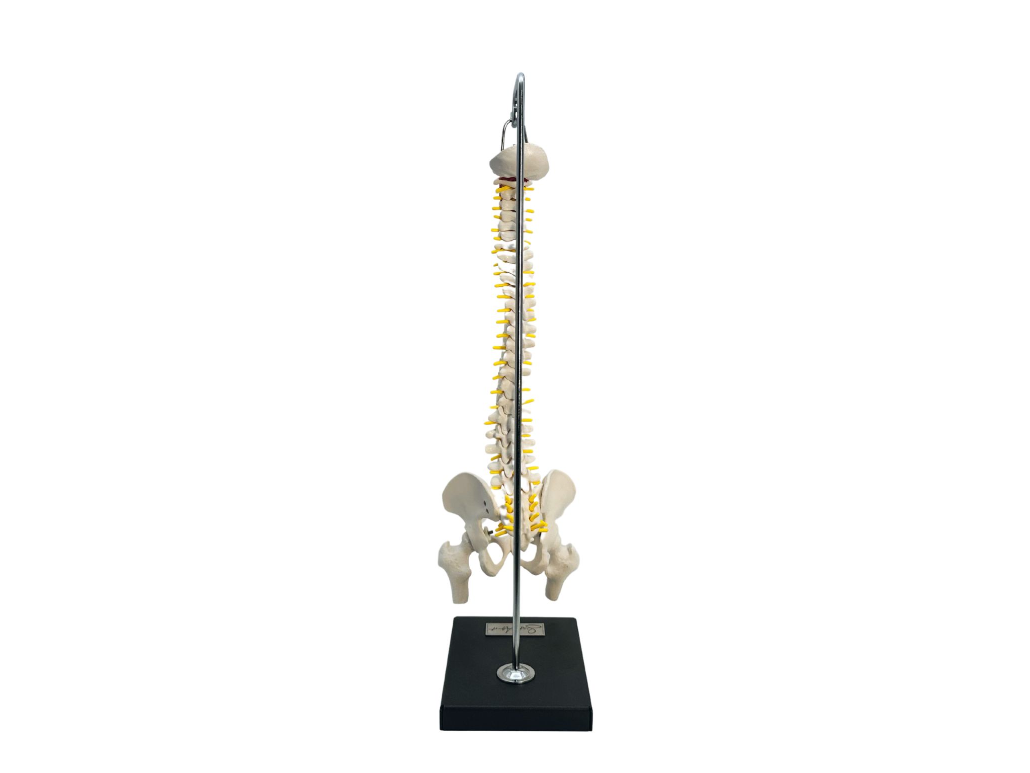 MODELL WIRBELSÄULE