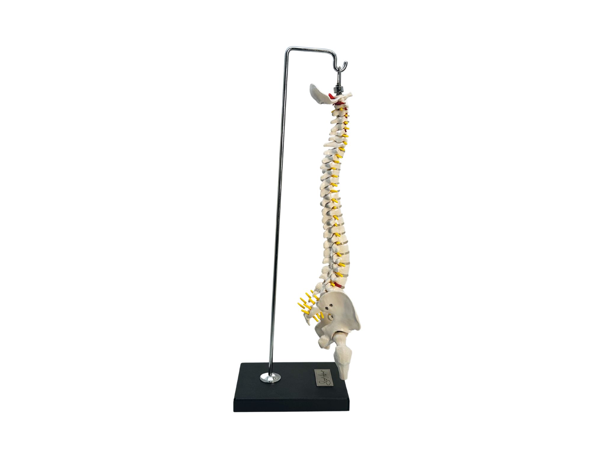 MODELL WIRBELSÄULE