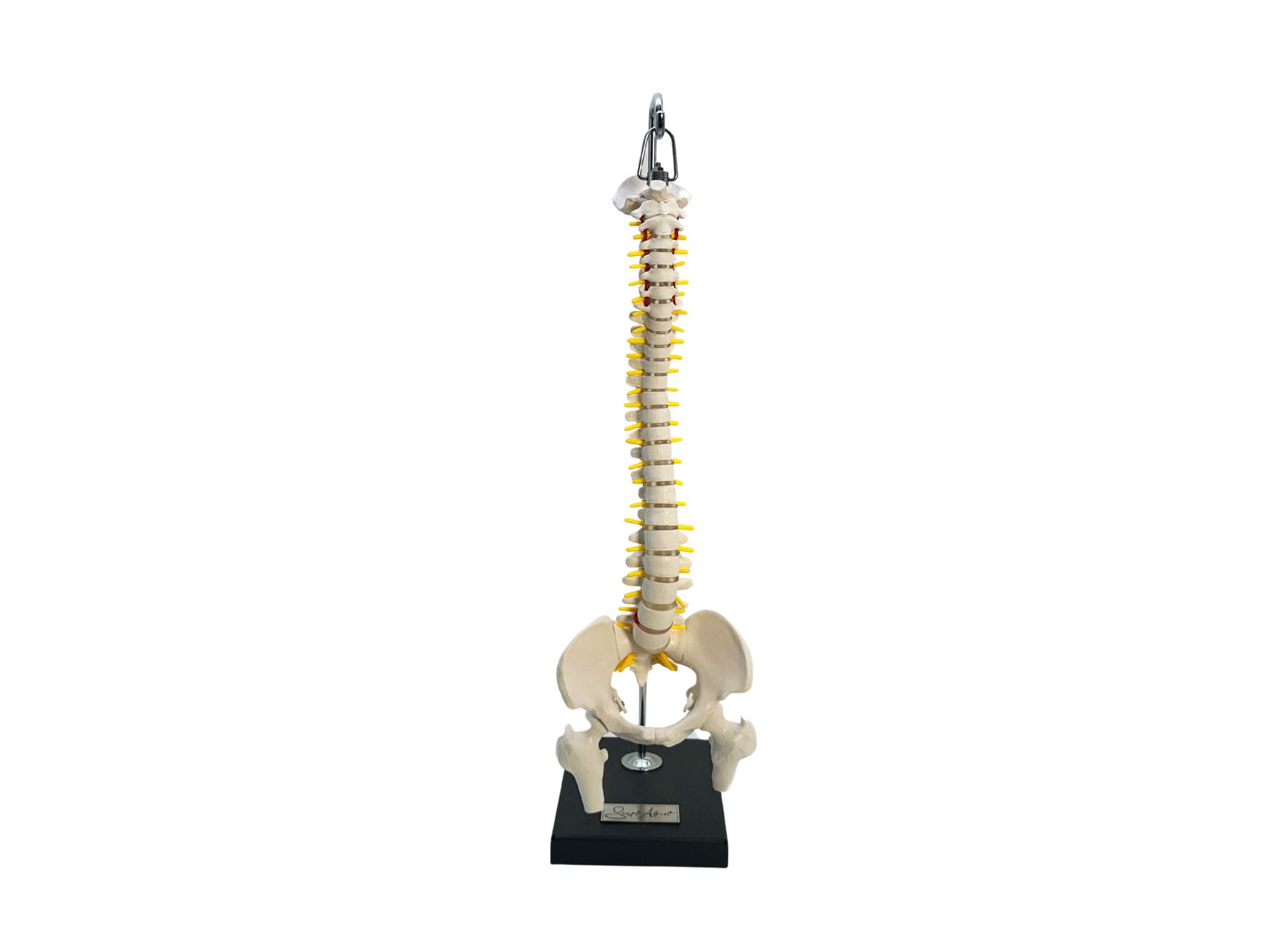 MODELL WIRBELSÄULE