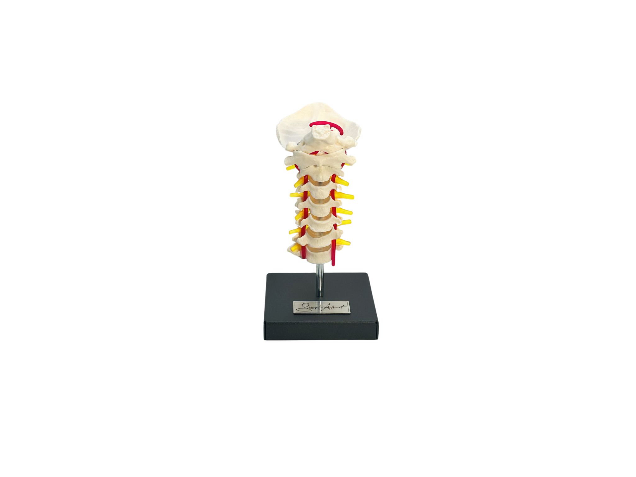 MODELL HALSWIRBELSÄULE