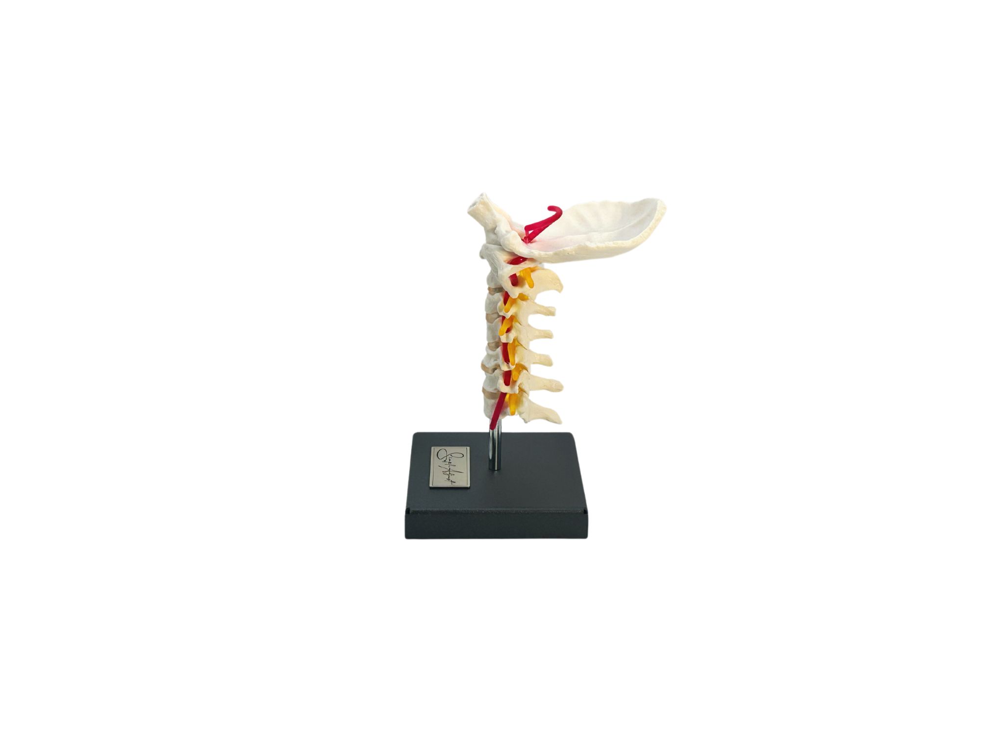 MODELL HALSWIRBELSÄULE